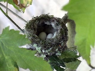 hummer-eggs
