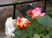 Annes_5