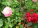 Annes_6