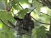 mama-hummer